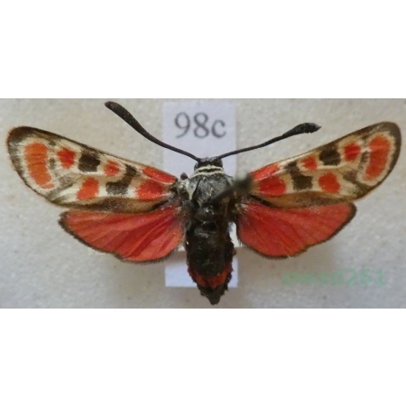 Zygaena carniolica amoena Staudinger, 1887 Kraśnik rzęsinowiec Austria98c